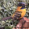 B-06 Black Headed Grosbeak Bird