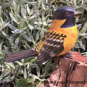 B-06 Black Headed Grosbeak Bird