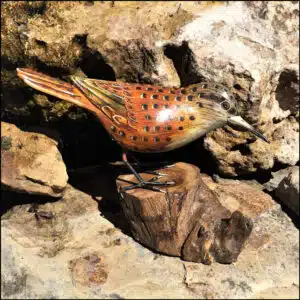 B-11 Canyon Wren Bird