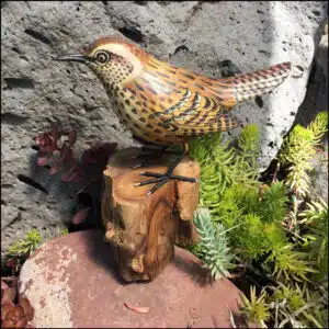 B-12 Cactus Wren Bird