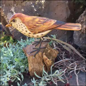 B-17 Wood Thrush Bird