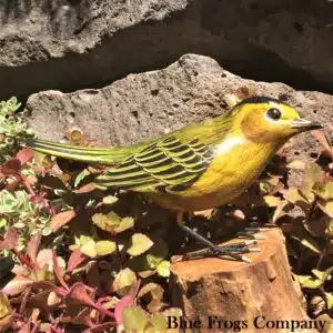 B-20 Wilson's Warbler Bird