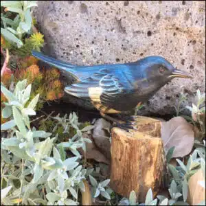 B-31 Black Throated Blue Warbler Bird