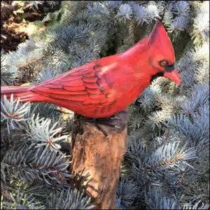 B-36 Cardinal Male Bird