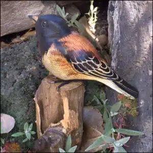 B-38 Black Headed Junco Bird