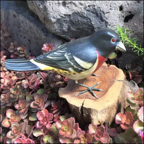 B-42 Rose Breasted Grosbeak Bird
