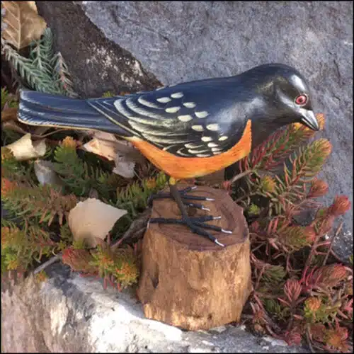 B-56 Rufous Sided Towhee Bird