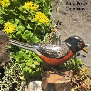B-70 American Robin Bird
