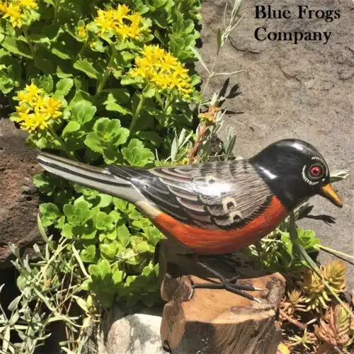 B-70 American Robin Bird
