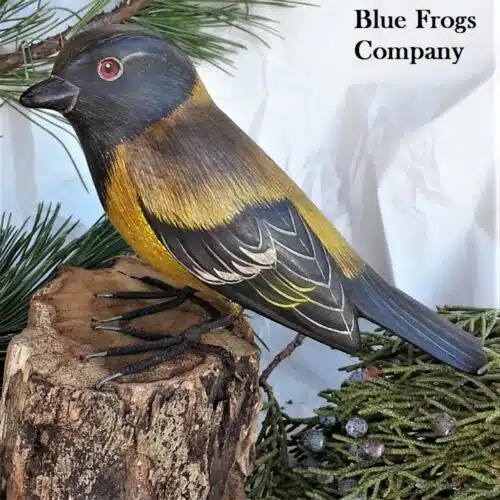 B-72 Audubon's Oriole Bird