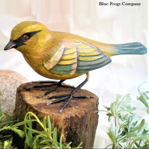 B-74 Blue Winged Warbler Bird
