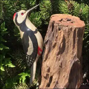 B-81 Woodpecker Bird