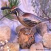 B-89 California Quail Bird