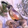 B-90 Gambel's Quail