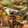 B-18 Loggerhead Shrike - Image 2
