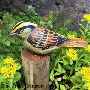 B-102 White Throated Sparrow