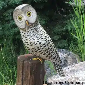 B-106 Snowy Owl