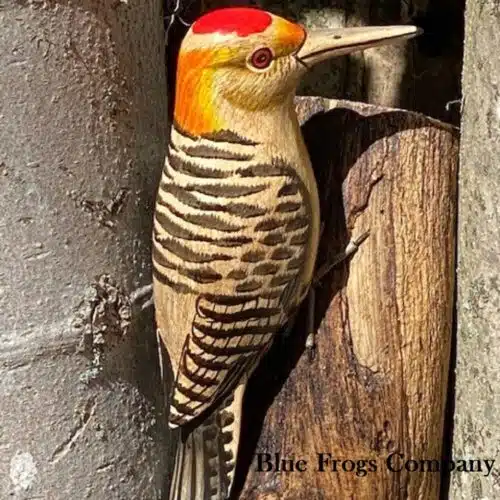 B-110 Golden Fronted Woodpecker
