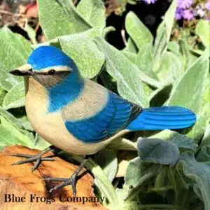 B-113 Western Scrub Jay