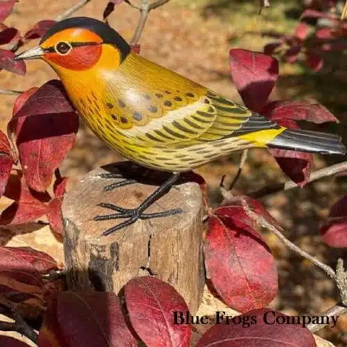 B-116 Cape May Warbler