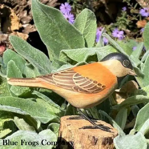 B-134 Chestnut Backed Chickadee