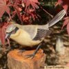 B-18 Loggerhead Shrike