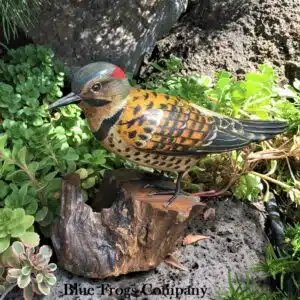 B-98 Northern Flicker